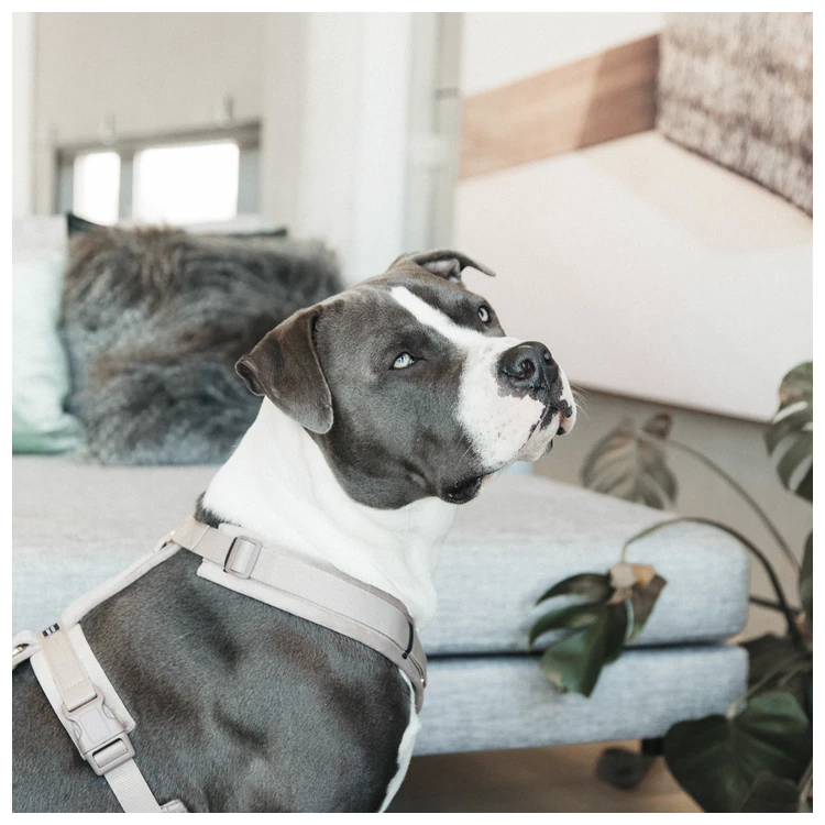 Harnais Kentucky Velvet