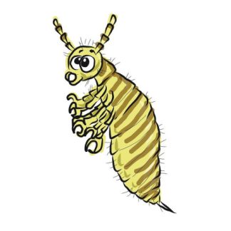 Poux prévention Pack Homéopathie Conseil